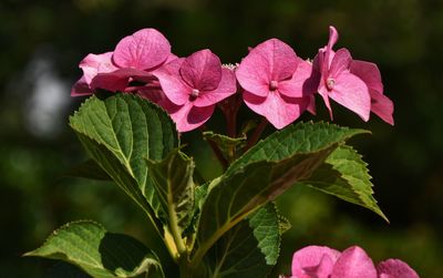 Close-up of pink flowering plant