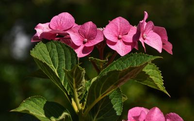 Close-up of pink flowering plant