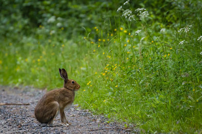 Hare sitting by plants growing on road
