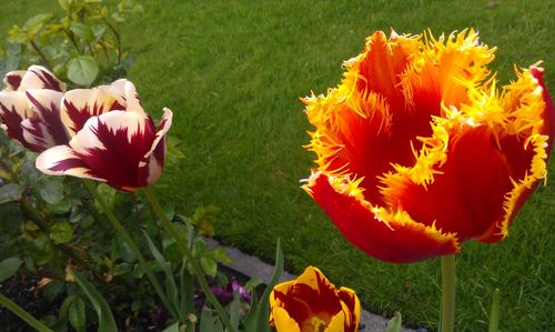 Close-up of red tulips blooming in field