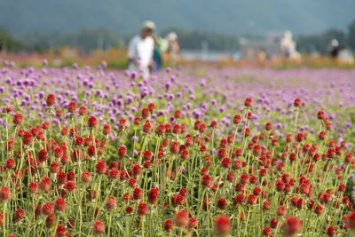 Close-up of poppy flowers growing in field