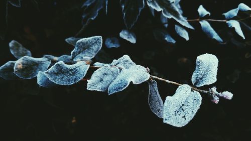 Close-up of leaves hanging on branch against black background