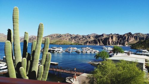 Panoramic shot of cactus plants against blue sky