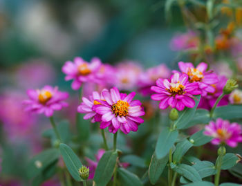 Close-up of pink flowering plants