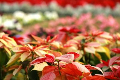 Close up of red flowers