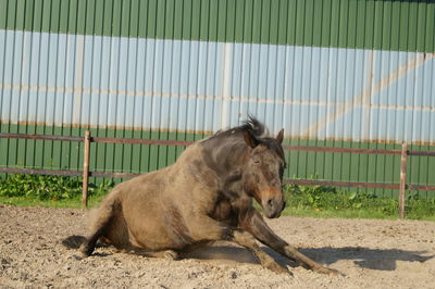 Horse on the ground