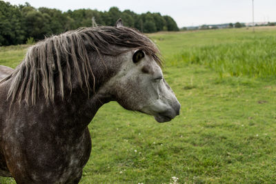 Side view of a horse on field