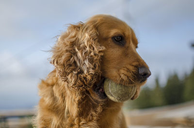 Low angle view of dog carrying ball in mouth