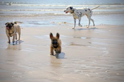 Dog running on beach