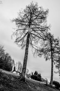 Bare tree on field against sky