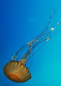 Close-up of jellyfish against blue background