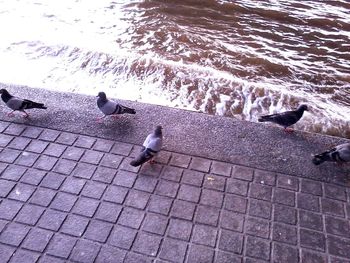 Bird perching on railing