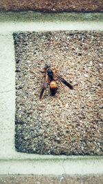 Close-up of insect on wall