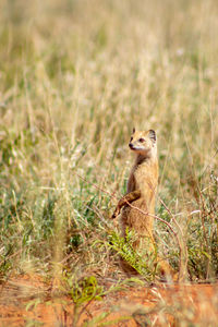 Grey mongoose in field 