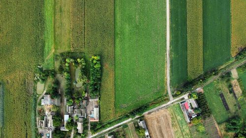 High angle view of agricultural field