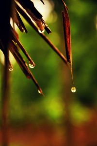 Close-up of plant against blurred background