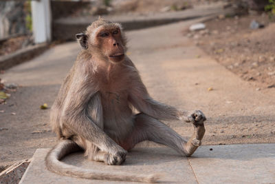 Lion sitting on footpath