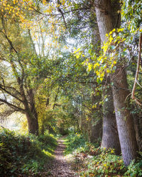 Trees in forest