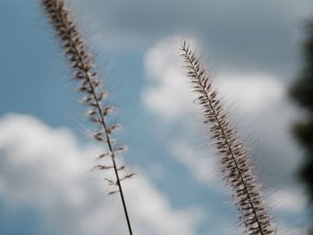 Close-up of fresh plants against sky