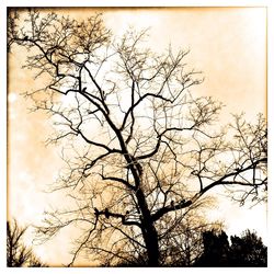 Low angle view of bare trees against sky