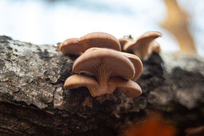 Close-up of mushrooms growing on tree