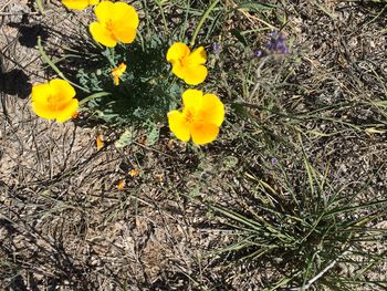 Close-up of yellow flowers