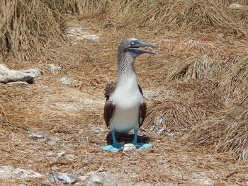 High angle view of bird on land