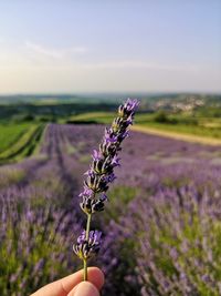 Purple flowering plant on field against sky