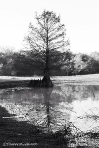 Reflection of bare trees in lake