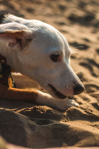 Close-up of dog looking away