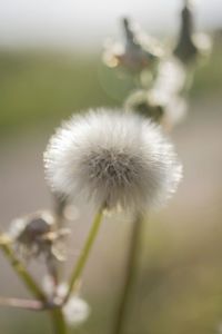 Close-up of dandelion flower