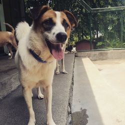 Portrait of dog standing outdoors