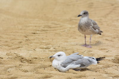 Seagull perching on a beach