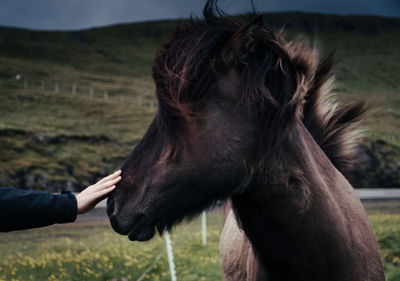 Cropped hand stroking horse against mountain