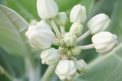 Close-up of white flowering plant