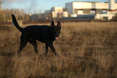 Dog running in a field