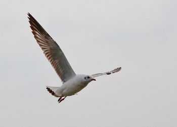 Low angle view of seagull flying against clear sky