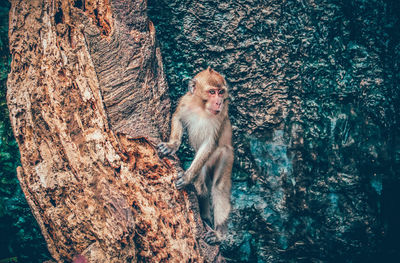 Monkey sitting on tree trunk