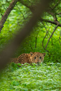 View of a cat on land