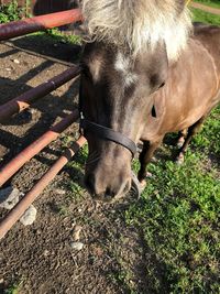 High angle view of horse on field