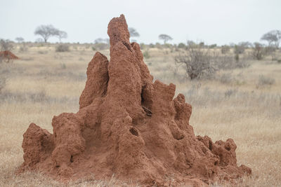 Close-up of rock on field against sky