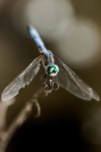 Close-up of damselfly on twig