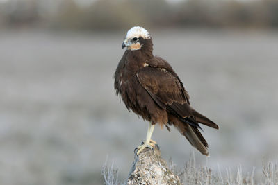 Close-up of bird perching on wood