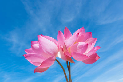 Close-up of pink flower against blue sky
