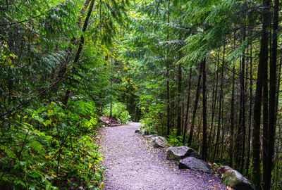 Footpath amidst trees in forest