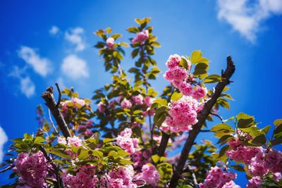 Low angle view of pink flowering plant against blue sky