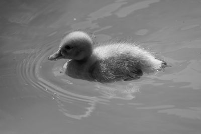 High angle view of duckling in water