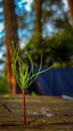 Close-up of plant growing outdoors