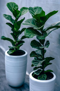 Close-up of potted plant on table