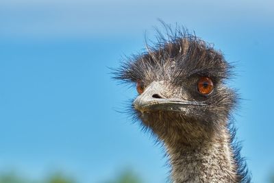 Close-up of ostrich against clear blue sky